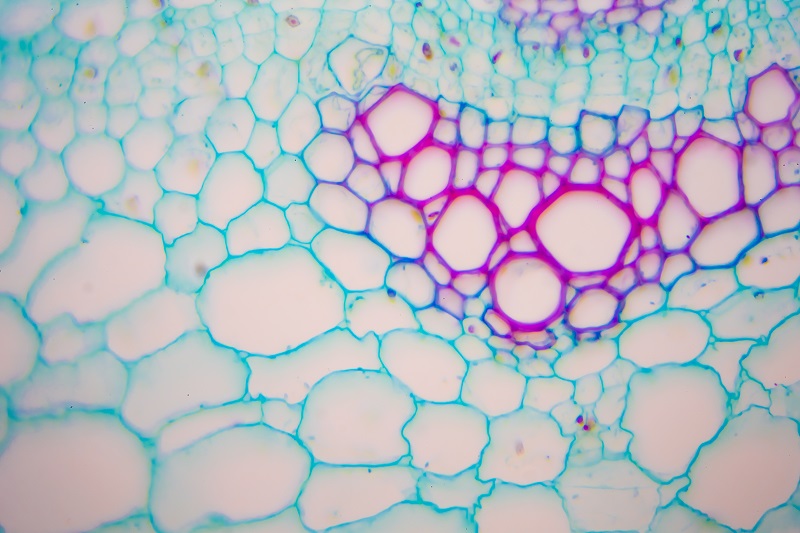 Cucurbita-under-microscope_small