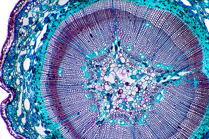 Corm-stem-tissue-under-microscope_small