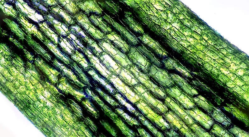 Plant-Cells-under-Microscope_small